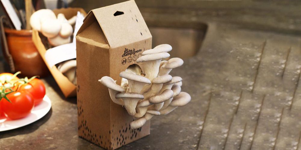 boite-a-champignons made in france