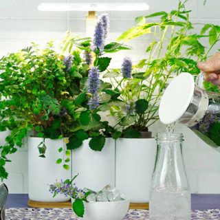 Potager d’intérieur : comment faire ?