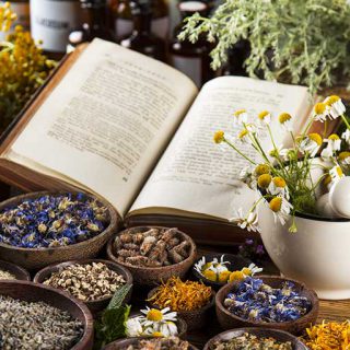 Le pouvoir des plantes